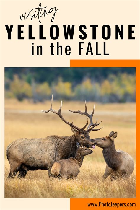 Planning A Yellowstone Vacation In The Fall Photojeepers