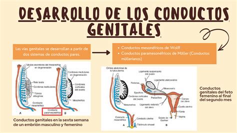 Solution Aparato Reproductor Desarrolllo Embriol Gico Femenino Studypool