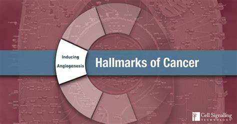 Hallmarks of Cancer: Inducing Angiogenesis Energetics