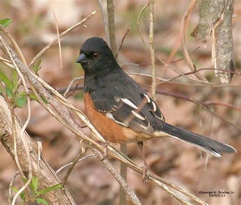 Eastern Towhee By George W Bowles Sr Hardy Lake In Scot Flickr