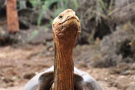 Galapagos Giant Tortoise Has So Much Sex He Retires After Saving His