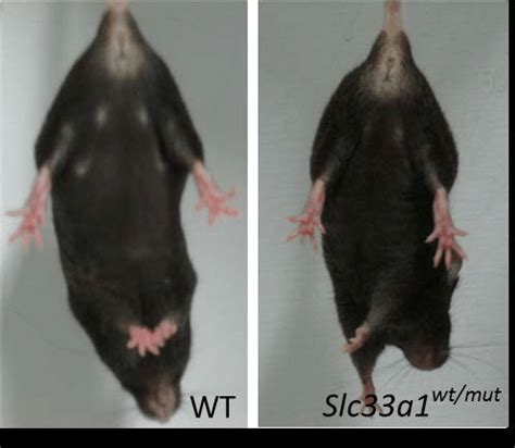 Fig S1 A Hind Leg Clasping Reflex Test There Is No Overt Phenotypic