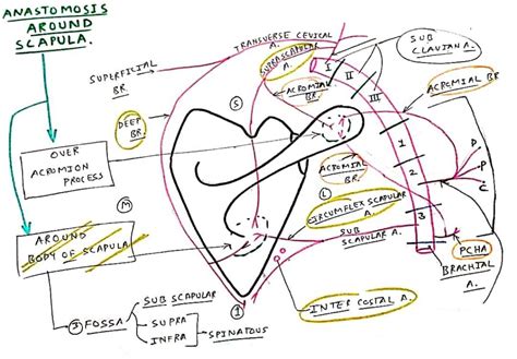 Scapular Anastomosis Tcml The Charsi Of Medical Literature