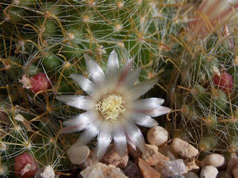 Mammillaria Crinita Dc Plants Of The World Online Kew Science