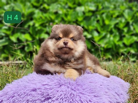 Pomerania Cara Oso Precio Medellin Cachorros De Raza