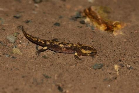 Les animaux fantastiques du Mellois partie 1 la salamandre tachetée