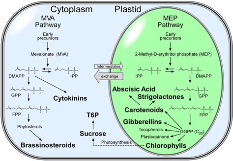 Isoprenoid Biosynthesis Service from Algae - Algae