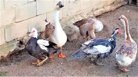 Waterbirds Egyptian Geese And Barnek African Toulouse Geese And Muscovy