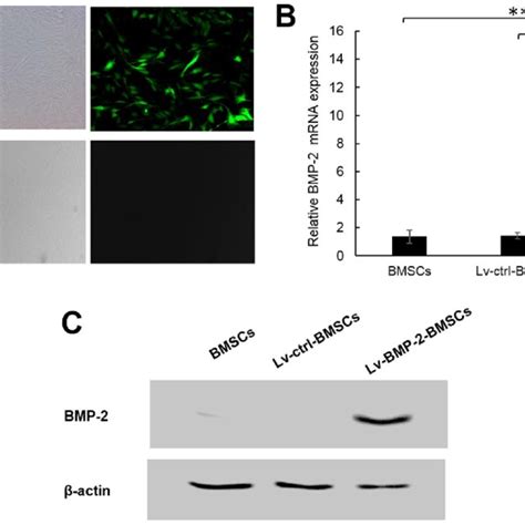 Lentivirus Mediated Expression Of BMP 2 In BMSCs A At Passage Three