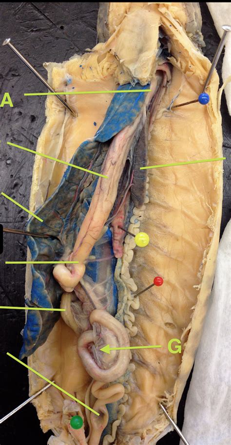 Necturus Dissection 2 Diagram Quizlet