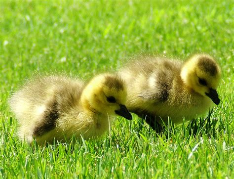 🔥 [47+] Duck Wallpapers | WallpaperSafari