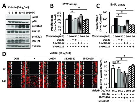 Visfatin Enhances The Proliferation And Migration Of HDFs Through