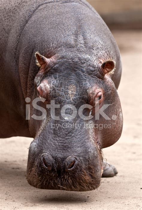 Hippopotamus Stock Photo Royalty Free Freeimages