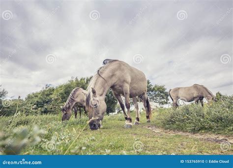 Wild Ponies Of The Isle Of Anglesey Stock Photo Image Of North