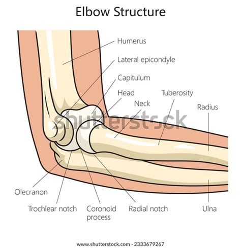 Anatomie Struktur Des Menschlichen Ellenbogen Diagramm Schematische