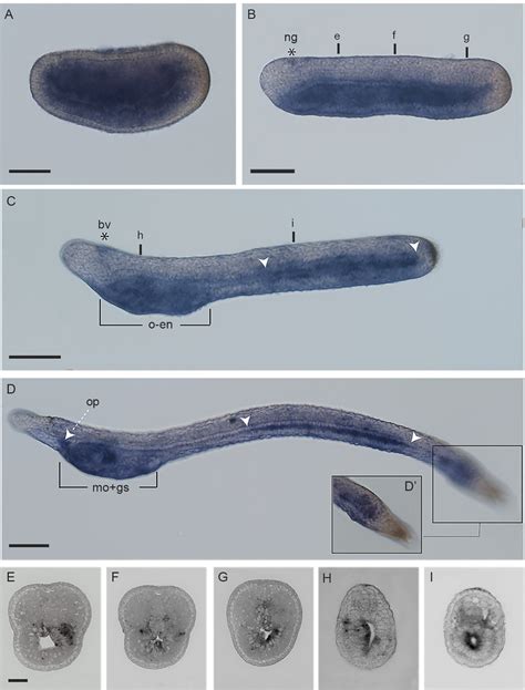 Ran Expression Pattern In Amphioxus Branchiostoma Lanceolatum Embryos Download Scientific