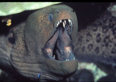 Spot 32c Moray Eel Animals Reference Images