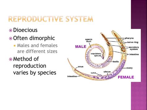 Ppt Nematoda Powerpoint Presentation Free Download Id1862138