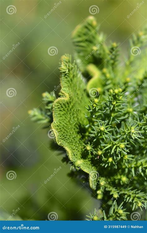 Cockscomb Japanese Cedar Stock Image Image Of Japonica