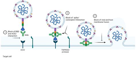 Viruses Free Full Text An Overview Of The Conventional And Novel