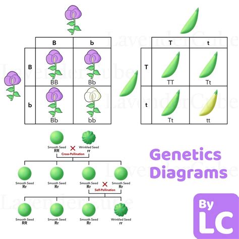 Genetics Diagrams Mendel's Pea Plant Experiment Punnett Square Teacher Resources Homeschool ...