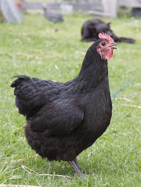 Adriana | australorp hen | cskk | Flickr