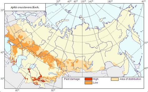 AgroAtlas Pests The Area And Damage Zones Of Aphis Craccivora Koch