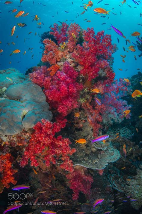 Exploring Fiji S Stunning Soft Coral Gardens