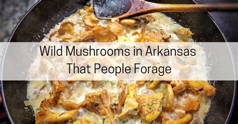 13 Common Types Of Wild Mushrooms In Arkansas That People Forage All