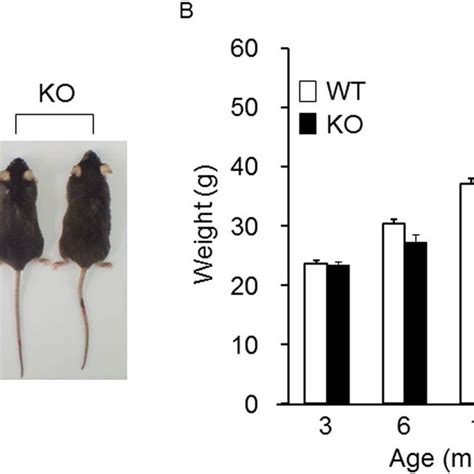 Serum adiponectin levels were higher in KO mice Serum TNF α A and