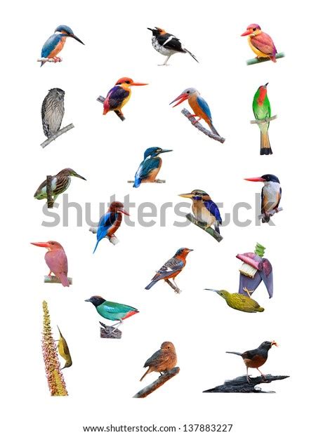 Collection Birds Stock Photo Shutterstock