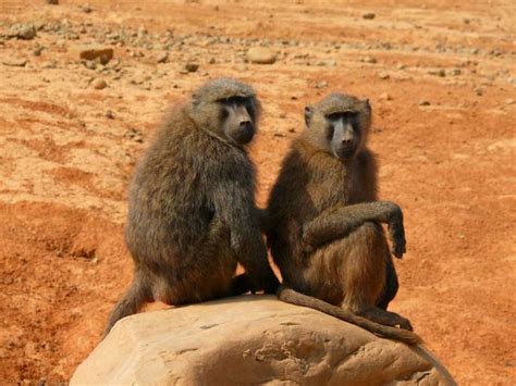 全台動物園「狒狒」大揭秘！桃園主角「東非狒狒」口鼻較長，六福村更擁有超過160隻 Line購物