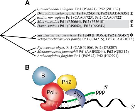 DNA Primase | Semantic Scholar