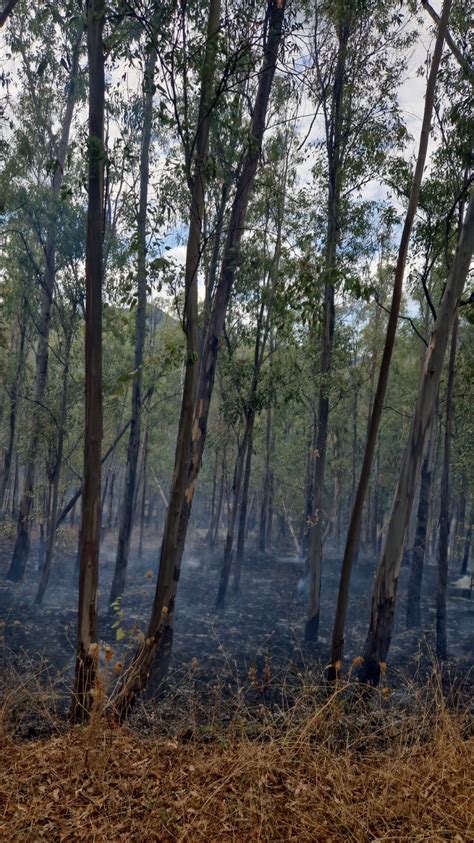 Gualteri Sicamin Incendio Divora Terreno Di Mila Di Alberi Di