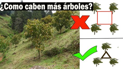 Cuántas plantas de aguacate caben en una hectárea Nucleo Jardin