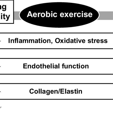 Effect Of Aerobic Exercise Training On Arterial Stiffness Arterial