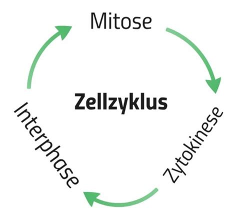 Biologie ABI Grundlagen Karteikarten Quizlet