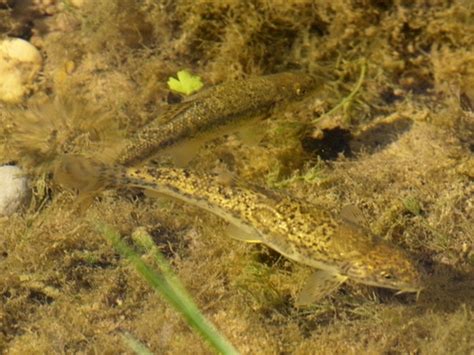 Southern Barbel Barbus Meridionalis Inaturalist Canada