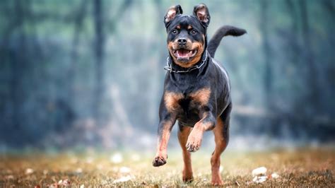 10 surprising Rottweiler facts | PetsRadar