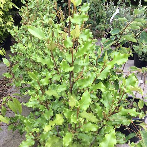 Olearia Phlogopappa L Shrub Garden Scene Jersey