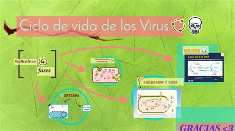 Ciclo De Vida De Los Virus By Emy Olenka Castillo León On Prezi