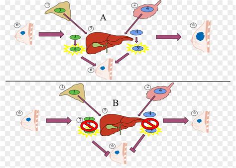 Aromatase Inhibitor Enzyme Mechanism Of Action Estrogen PNG Image - PNGHERO