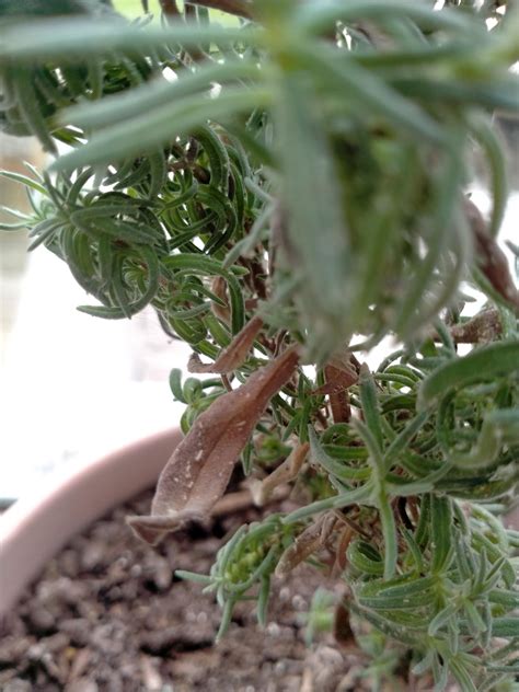 Bug infestation? : r/plantclinic