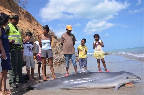 Encuentran A Un Delfín Muerto En La Playa De Riohacha