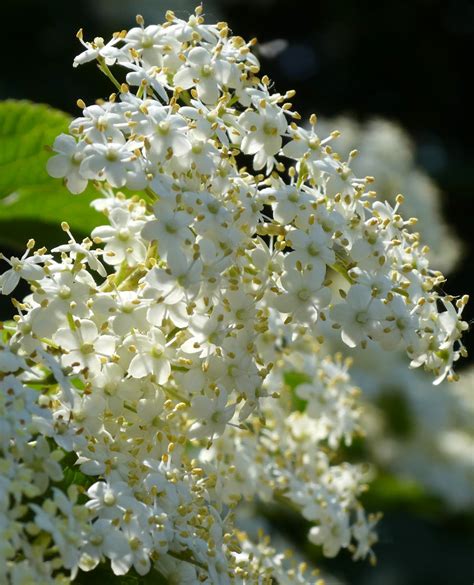 Save Redland Library On Twitter RT Beatricegroves1 Hedgerows Frothy