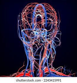 Human Brain Blood Vessels Anatomy Medical Stock Illustration 2243415991 ...