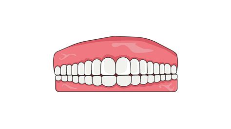 animated video of forming teeth and gums on a white background 30188095 ...