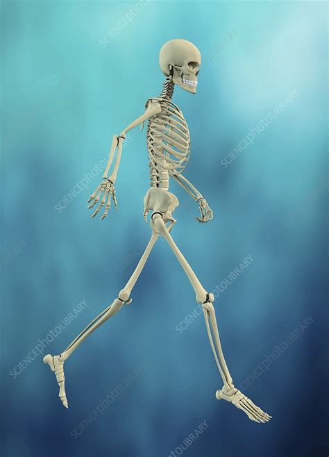 Human Skeleton Illustration Stock Image F027 5690 Science Photo Library