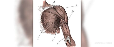 Pectoral muscle pain | General center | SteadyHealth.com