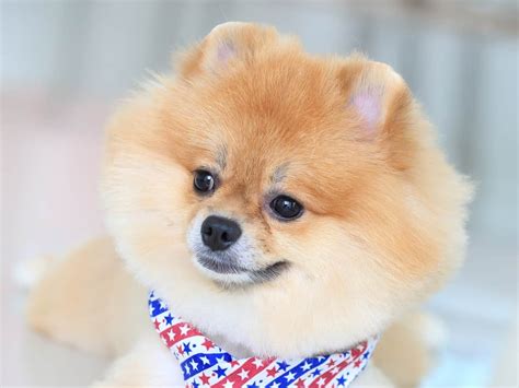 Bear Face Pomeranian